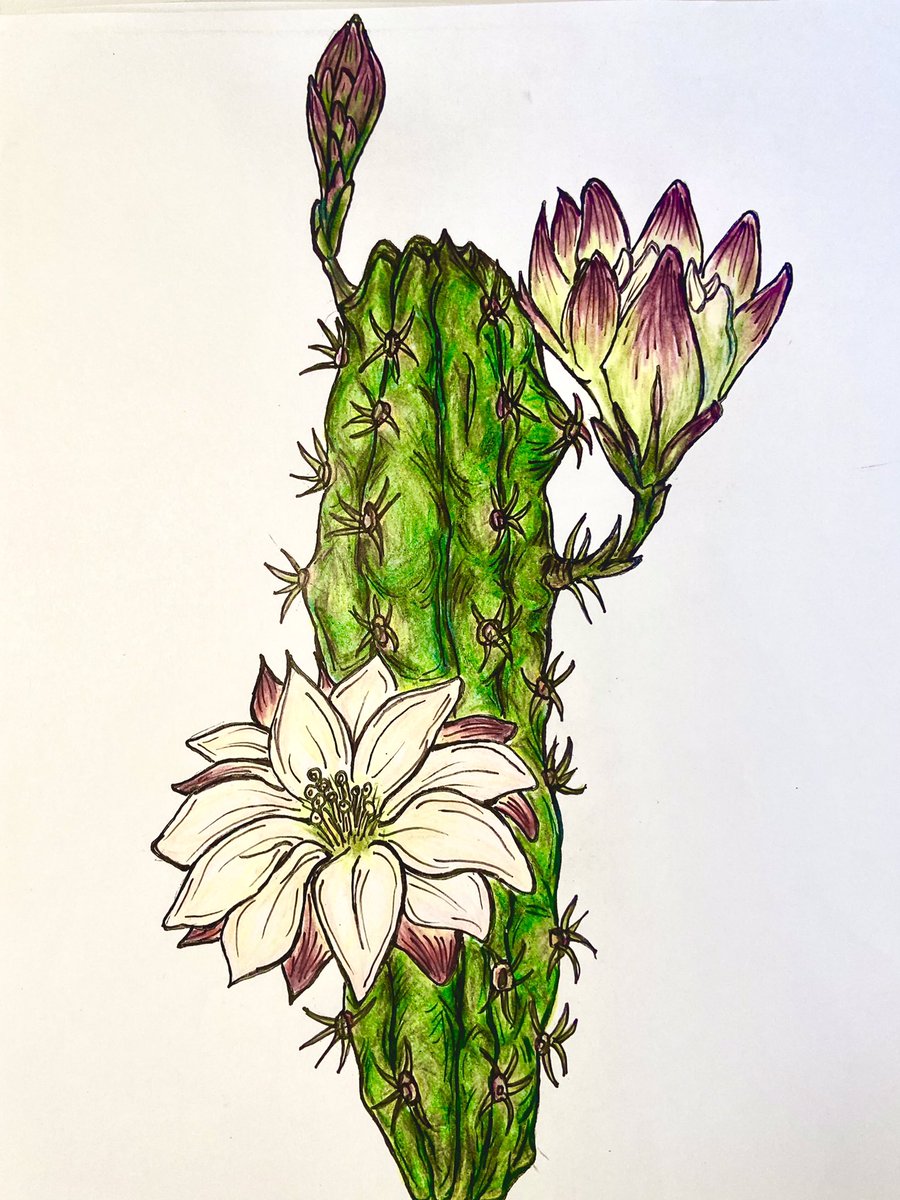 MsEntropy's tweet photo. Using a new technique on this commission: instead of using a single sheet of paper for the entire garden, I’m drawing plants individually, then and collaging for a textured, layered effect.
Here are some of my favorite singular pieces (pencil / black ink); forgive the shit lighting!
#art #artist #pencil #ink #flowers #nature #botany #venusflytrap #sanpedro #cactus #forgetmenot #sunflower