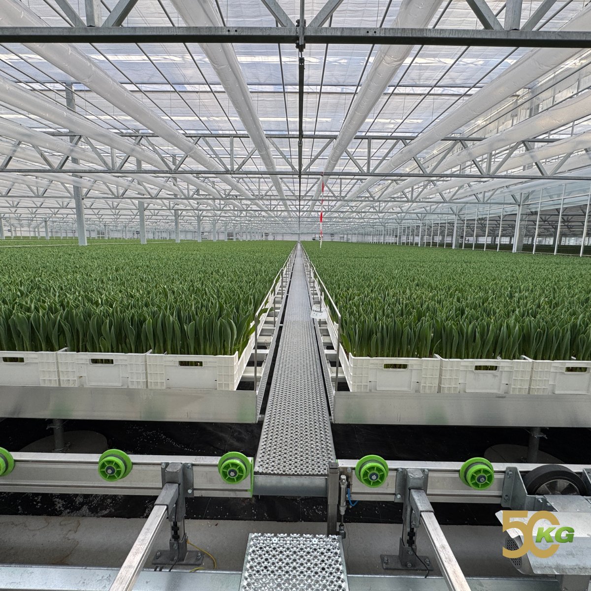 𝙆𝙂 𝙎𝙮𝙨𝙩𝙚𝙢𝙨 𝙋𝙧𝙤𝙟𝙚𝙘𝙩 𝙍𝙤𝙣𝙞𝙘𝙤 — 𝘾𝙤𝙣𝙩𝙖𝙞𝙣𝙚𝙧 𝙨𝙮𝙨𝙩𝙚𝙢𝙨 🍀
We are pleased to announce that the Tulip Project at Ronico in North Holland has been completed
kgsystems.nl/en/projects/co…
#kgsystems #greenhouselife #tulips