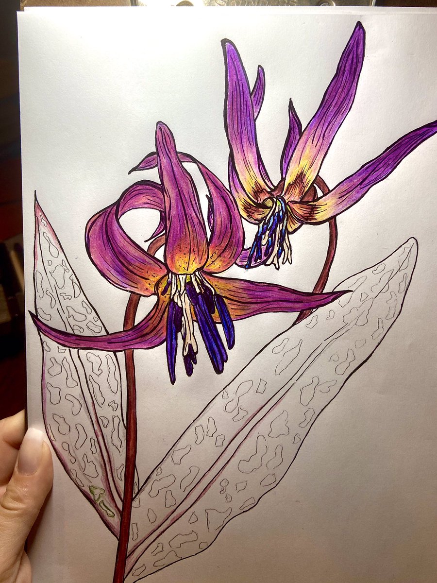 MsEntropy's tweet photo. Again, sorry for the ass lighting — just wanted to post because I don’t actually hate the entire thing (right now, anyway).
Here’s to starting on the leaves…
#art #artist #pencil #ink #flowers #nature #botany #violet #dogstooth https://t.co/4ZypZQONoh