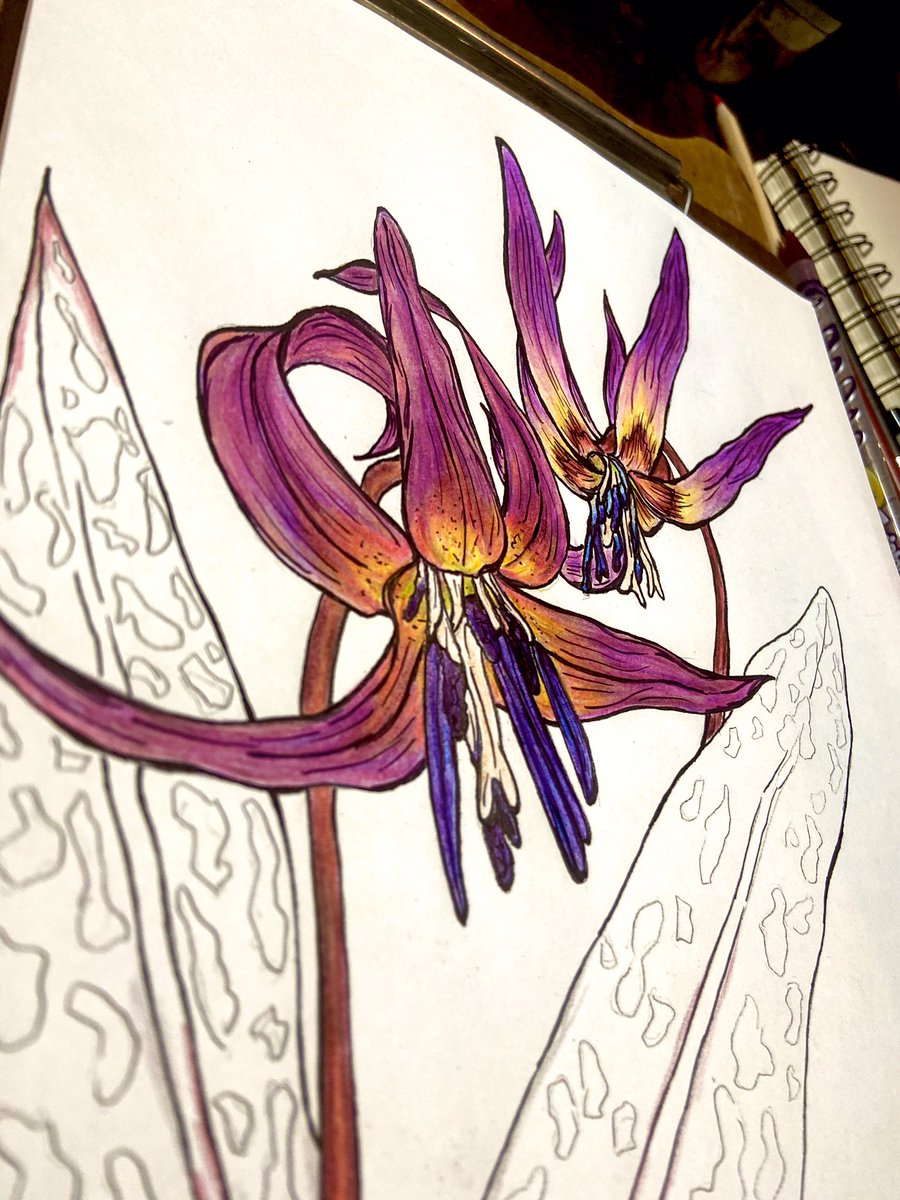 MsEntropy's tweet photo. Again, sorry for the ass lighting — just wanted to post because I don’t actually hate the entire thing (right now, anyway).
Here’s to starting on the leaves…
#art #artist #pencil #ink #flowers #nature #botany #violet #dogstooth https://t.co/4ZypZQONoh