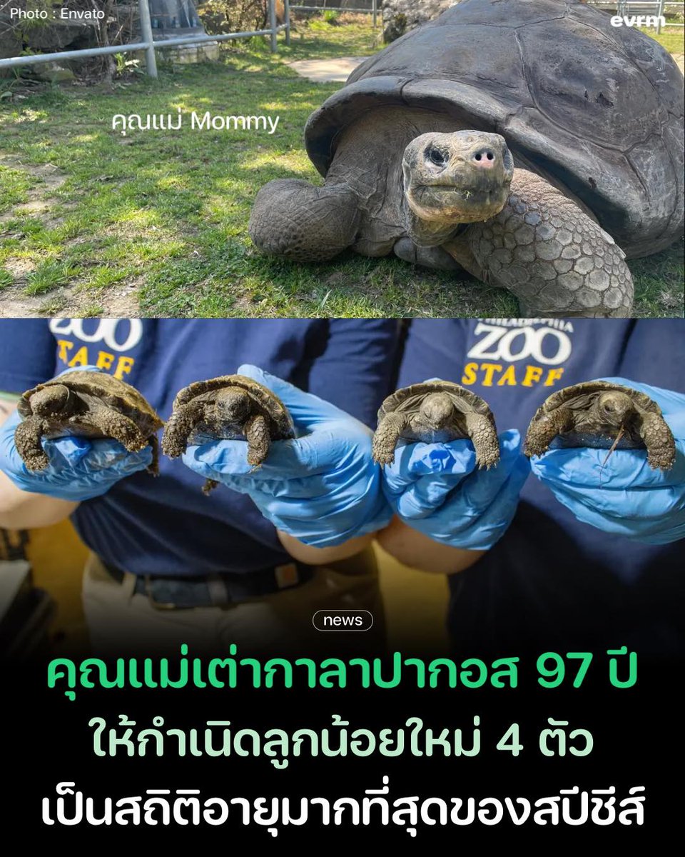 ด้วยวัย 97 ปี เต่ากาลาปากอสใกล้สูญพันธุ์กลายเป็นแม่เต่าที่มีอายุมากสุดของสายพันธุ์ที่ให้กำเนิดลูกเต่ารุ่นใหม่ และอาจมีตามมากอีกเรื่อย ๆ

“Mommy (ชื่อของคุณแม่เต่า) มาถึงสวนสัตว์ในปี 1932 ซึ่งหมายความว่าทุกคนที่มาเยี่ยมชมสวนสัตว์ในช่วง 92 ปีที่ผ่านมาอาจเคยเห็น Mommy มาแล้ว”