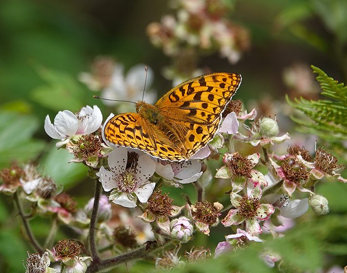 I'm guiding a Devon Natural History tour wildlifeworldwide.com/group-tours/wi… in July. Boat trip, Dartmoor, coast, a private tour to Derek Gow's Coombeshead rewilding and breeding project. Based at the Woodbury Park Hotel we'll spend some evenings searching for Beavers on the River Otter.