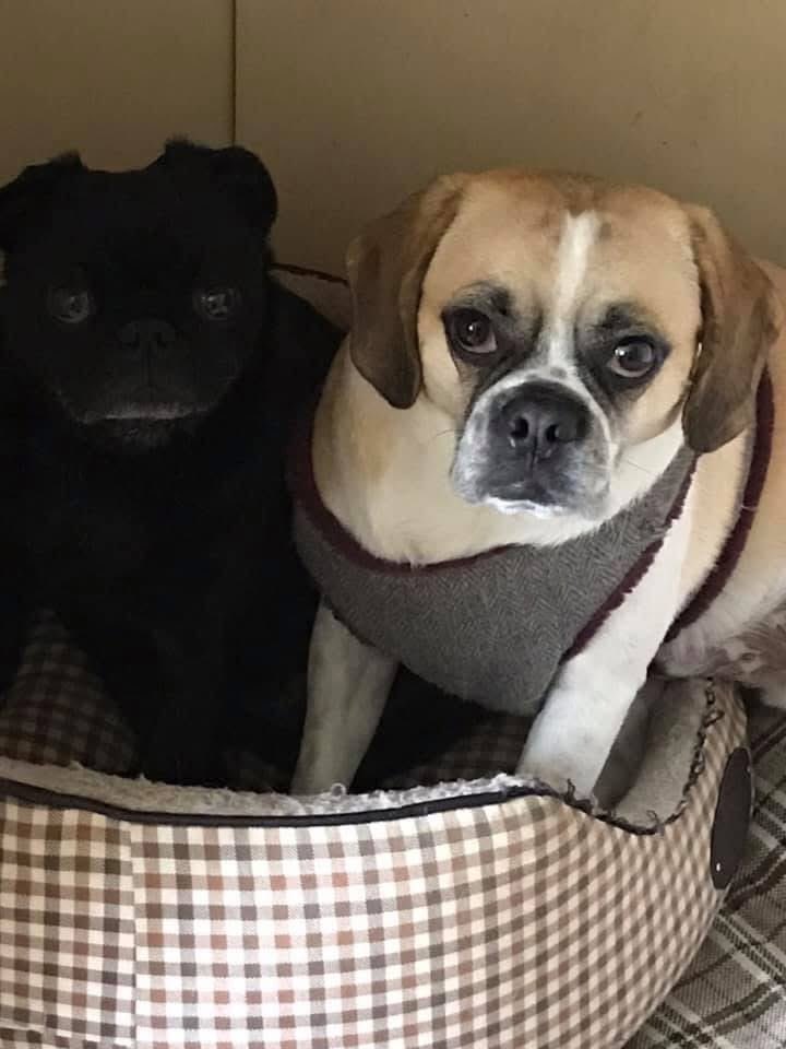#ThrowbackThursday to April 2019. HuMum says Buster and I look like we had been arrested and this was our mugshot 🤣 
*I’m the shadow in the back, this was pre lady grey face