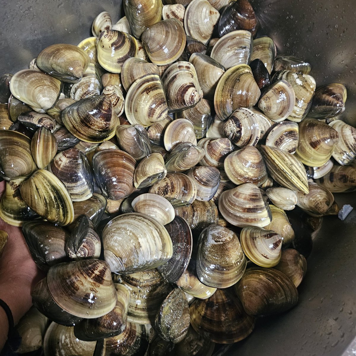 n_elfi_r's tweet image. そいやハマグリ🫶
暖かくなってきて嬉しい🥺
足裏 侍の足なってきた👣⸒⸒