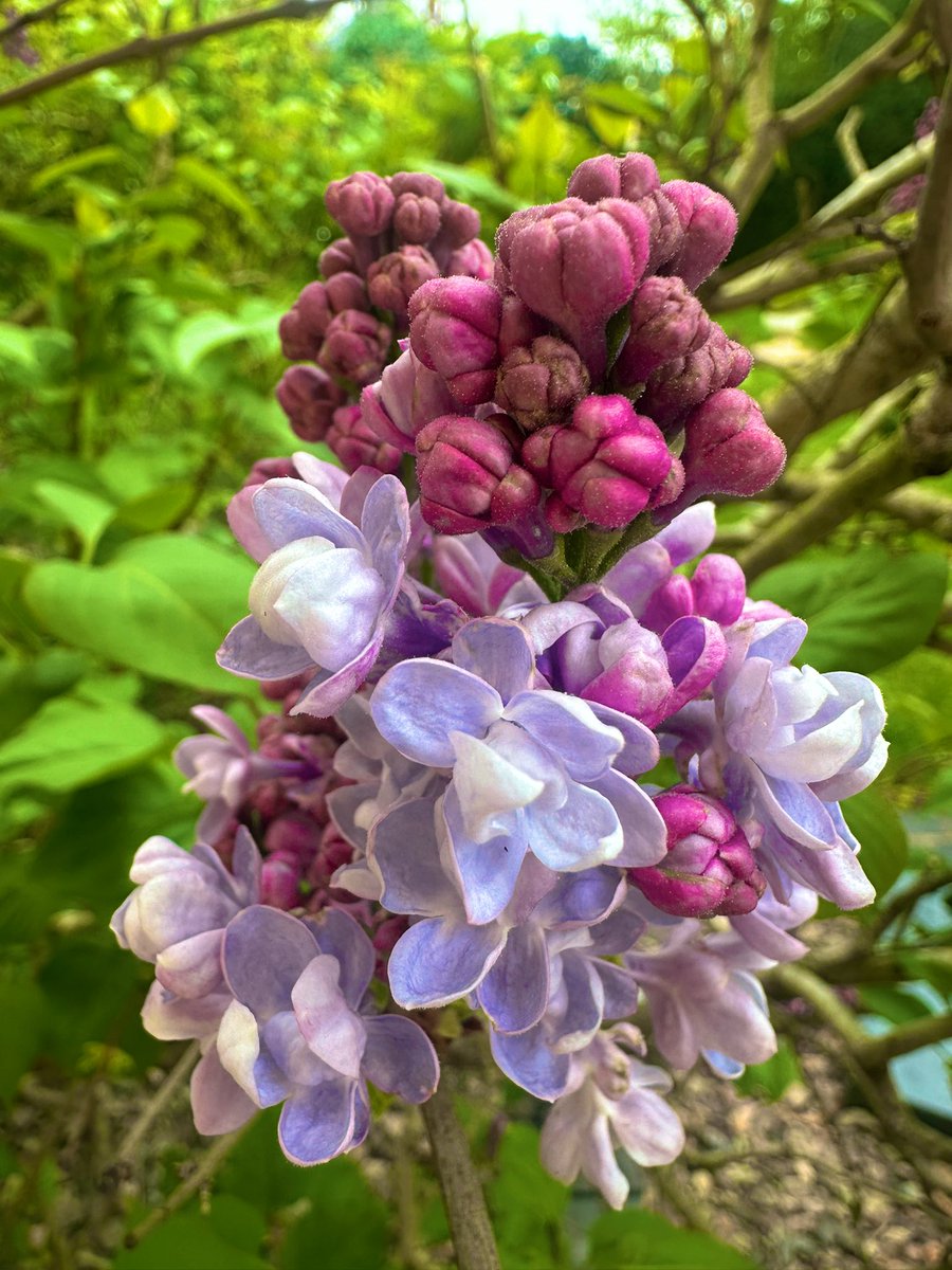 marion26299073's tweet image. Life holds so many simple blessings, each day bringing its own individual wonder
#NatureBeauty #wonderfulNature 
Some lilac earlybirds this year ✌️🍀🌸☀️🙋‍♀️