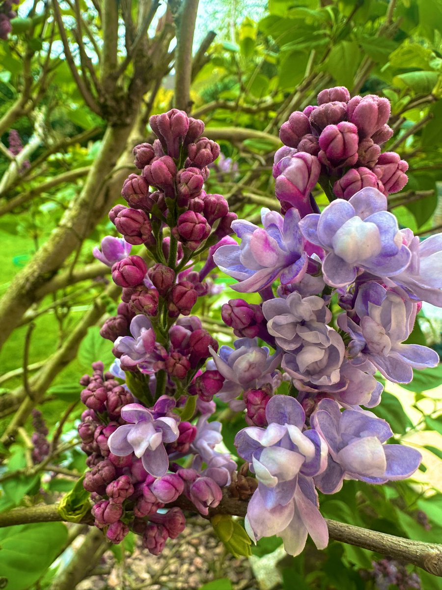 marion26299073's tweet image. Life holds so many simple blessings, each day bringing its own individual wonder
#NatureBeauty #wonderfulNature 
Some lilac earlybirds this year ✌️🍀🌸☀️🙋‍♀️