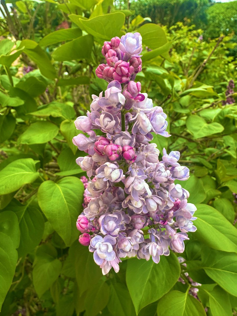 marion26299073's tweet image. Life holds so many simple blessings, each day bringing its own individual wonder
#NatureBeauty #wonderfulNature 
Some lilac earlybirds this year ✌️🍀🌸☀️🙋‍♀️