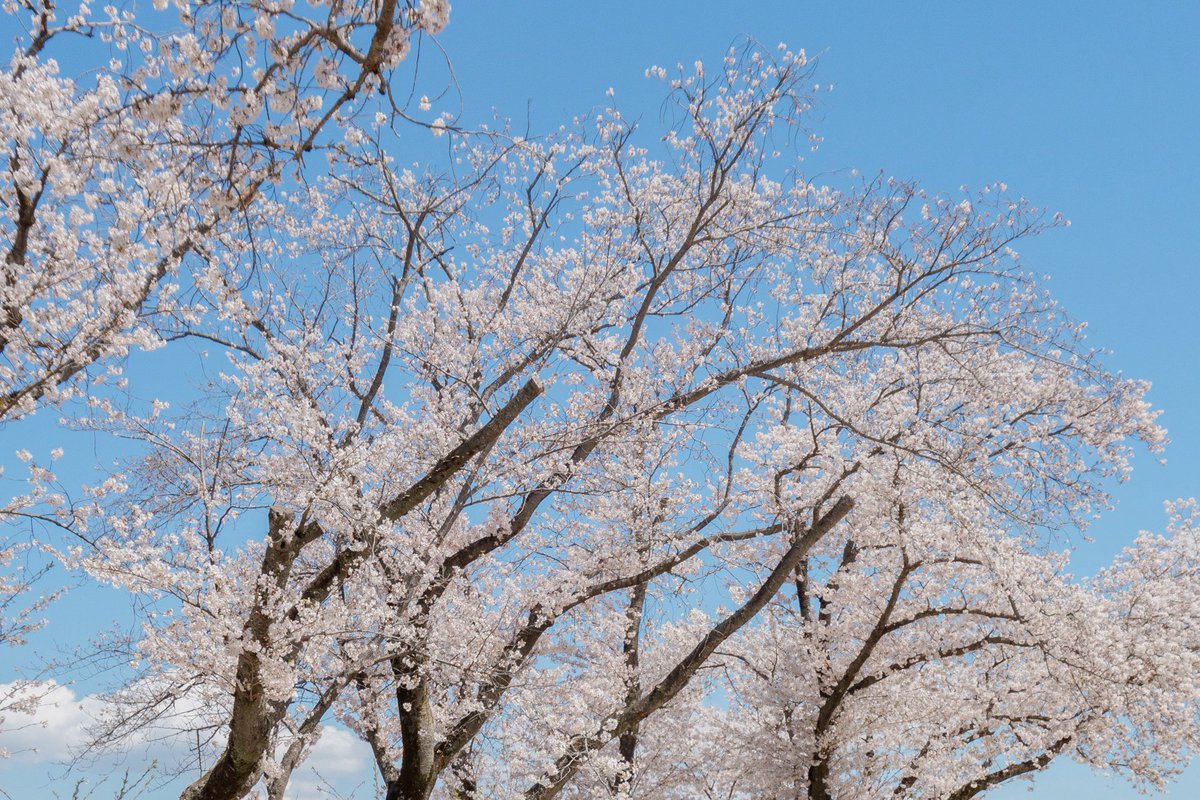 mizumi (@_moaharu) on Twitter photo 