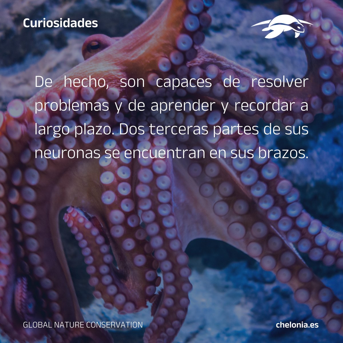 🤓¿Sabías que... los pulpos tienen 3 corazones? 🐙

¿Conocíais estos datos? 📖

#vivechelonia #sabiasque #pulpo #educacionambiental #pulpos #ciencia #conocimiento #science #biodiversity #aprende #naturaleza #conservacion #conservation #biodiversidad
