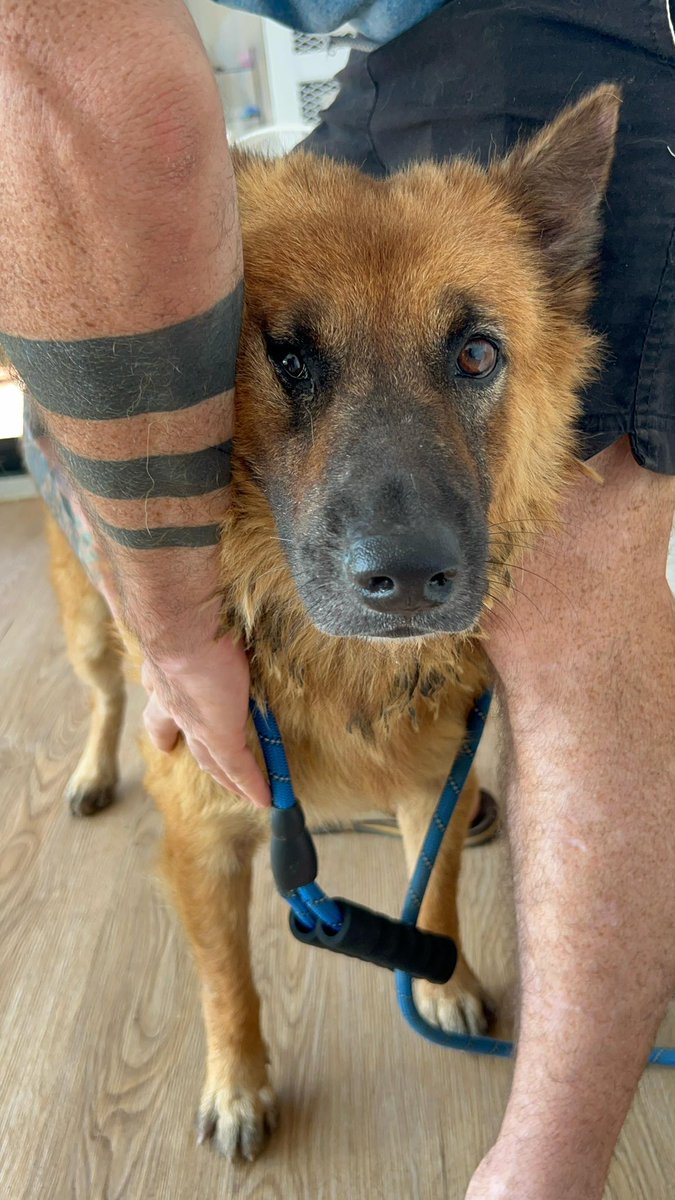 NiallHarbison's tweet photo. Ryan Gosling is a street dog I have fed for 3 years. He is my pride and joy. 

Horrible 6 hours today as I took him to get treated but lost him. 

Luckily it all ended well… (1/10)🧵 https://t.co/I7YOfuMkaX