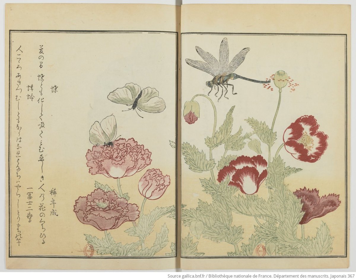 Ilustración botánica japonesa (1823). Periodo Edo.
Kitagawa Utamaro (1753-1806), artista de grabado ukiyo-e.