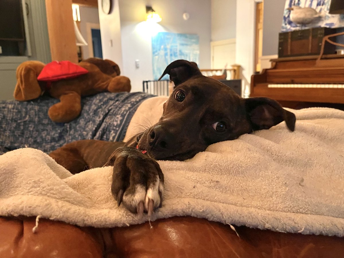 carriejonesbook's tweet photo. Hey. .. hey you...

I think you're pretty wonderful. 

Yep. You. The human reading this. 

Learn to dream again, okay? 

xo
Pogie Dog https://t.co/PzJRqeYViy