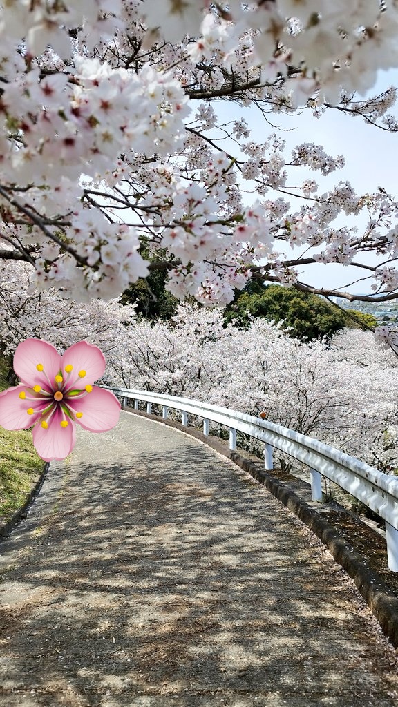 Haibi2814's tweet photo. @n_as_0109 ３月末の満開の桜🌸
家族で花見したよ！そして一人で別日にも桜を見に出かけたよー😄

今は、花が散ってきてて、葉桜になってきてるよー😄 https://t.co/1LqaVI49p5