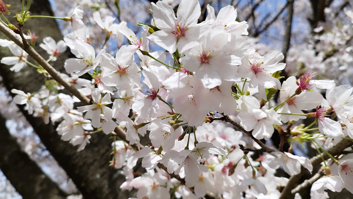 Haibi2814's tweet photo. @n_as_0109 ３月末の満開の桜🌸
家族で花見したよ！そして一人で別日にも桜を見に出かけたよー😄

今は、花が散ってきてて、葉桜になってきてるよー😄 https://t.co/1LqaVI49p5