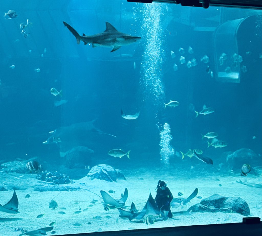 RMSLanguages's tweet image. Finished day off with the wonders of the sea at Nausicaa Aquarium! 🐠 🇫🇷