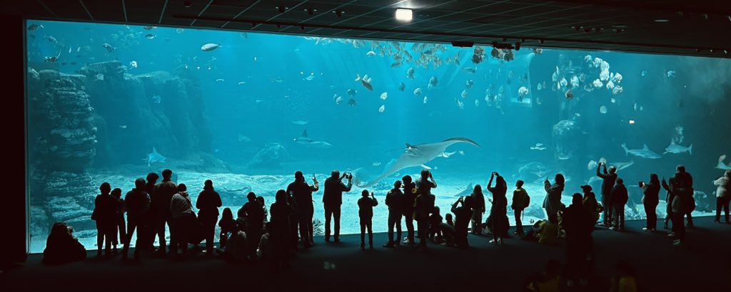 RMSLanguages's tweet image. Finished day off with the wonders of the sea at Nausicaa Aquarium! 🐠 🇫🇷