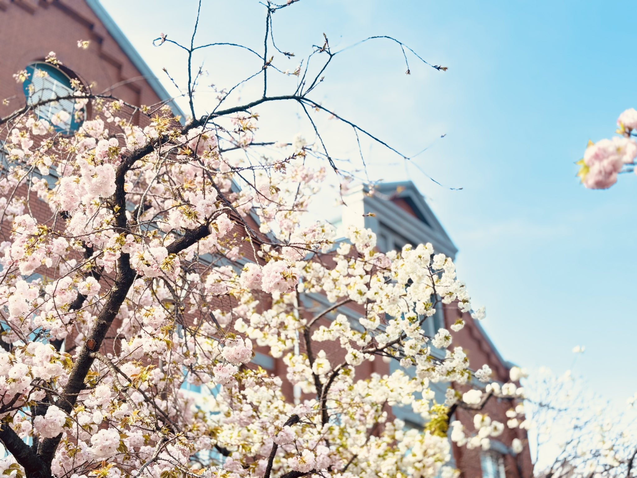 桜の通り抜けH29 桜の通り抜けH29