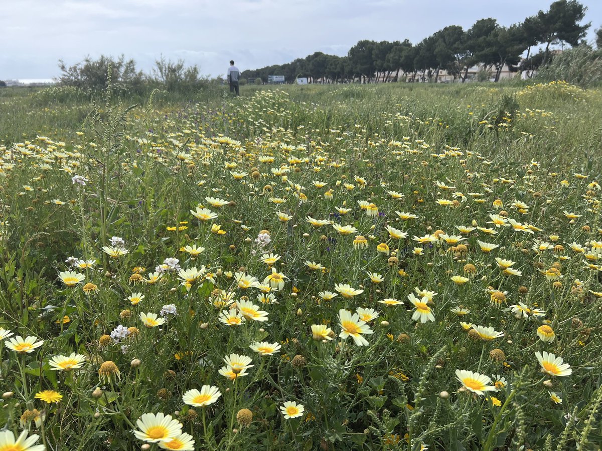cotambiental's tweet photo. Mañana de transectos botánicos para la realización de inventario ambiental en cumplimiento del Informe Ambiental y Territorial Estratégico del sector E3 "Barranco" del PGOU de Orihuela:
     - Helianthemum caput-felis
     - Europhaca baetica
     - Tudorella mauretanica https://t.co/TtacKYUAEU