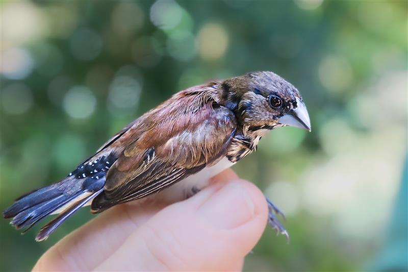 #Quiet  bird ringing today (3 birds), but a highlight: a Black-and-white mannikin- a common sight for a drink but a rare visitor to our nets.

Every capture, even on slow days, adds vital data. #BirdRinging #BlackAndWhiteMannikin #ConservationScience #ARochaKenya #KenyaWildlife