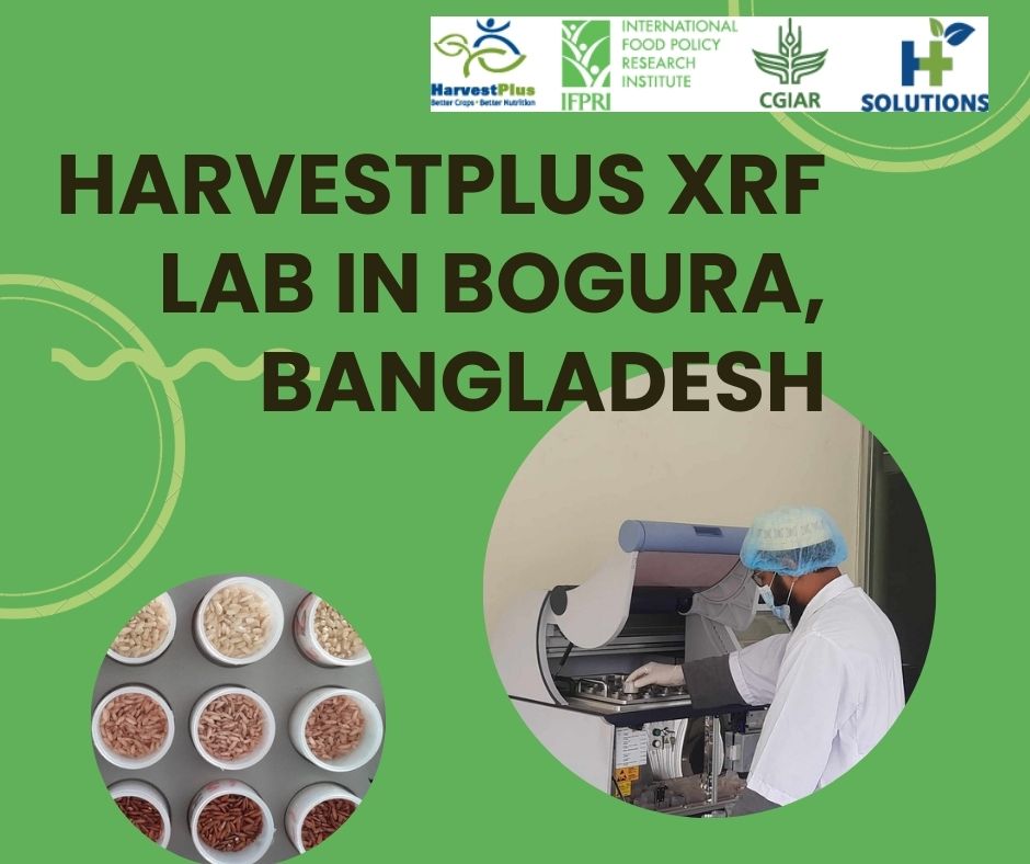 HarvestPlus/Bangladesh tweet media