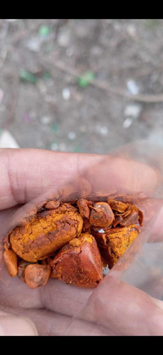 ShataOfficial's tweet photo. Ever heard of cow gallstones? They’re found in the gallbladder after a cow is slaughtered.
I buy at a good price per gram—anywhere in Zambia🇿🇲 
Call or WhatsApp: 0974101088. https://t.co/CD5CQ19i0y