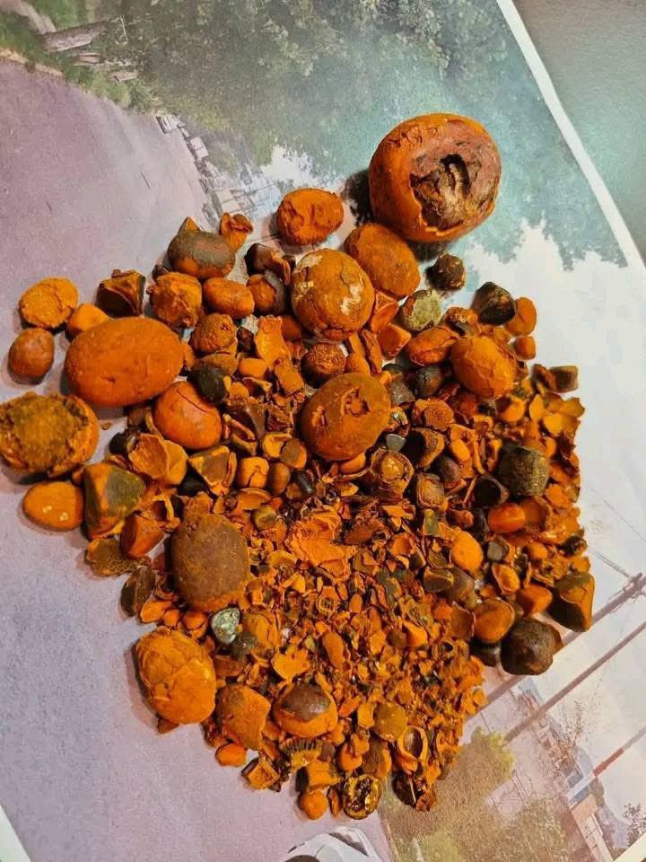 ShataOfficial's tweet photo. Ever heard of cow gallstones? They’re found in the gallbladder after a cow is slaughtered.
I buy at a good price per gram—anywhere in Zambia🇿🇲 
Call or WhatsApp: 0974101088. https://t.co/CD5CQ19i0y