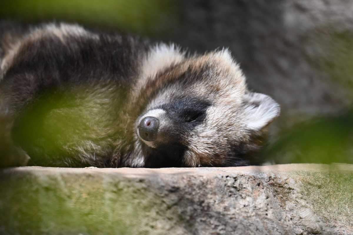 tomoki_hito's tweet image. 🍃💤🍃

📷2025.4.5

＃天王寺動物園
＃ホンドタヌキ
＃さん(多分)