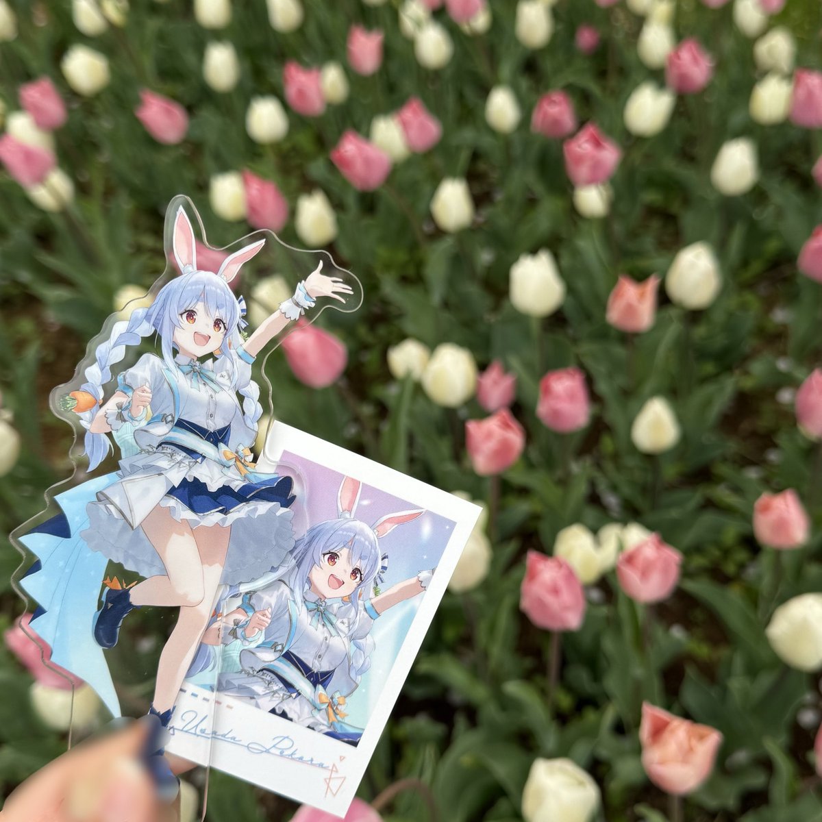 ha_pe3's tweet photo. 推しとお花見てきた︎🫶🏻︎
 #ホロライ部 https://t.co/OUPyx4eY7m