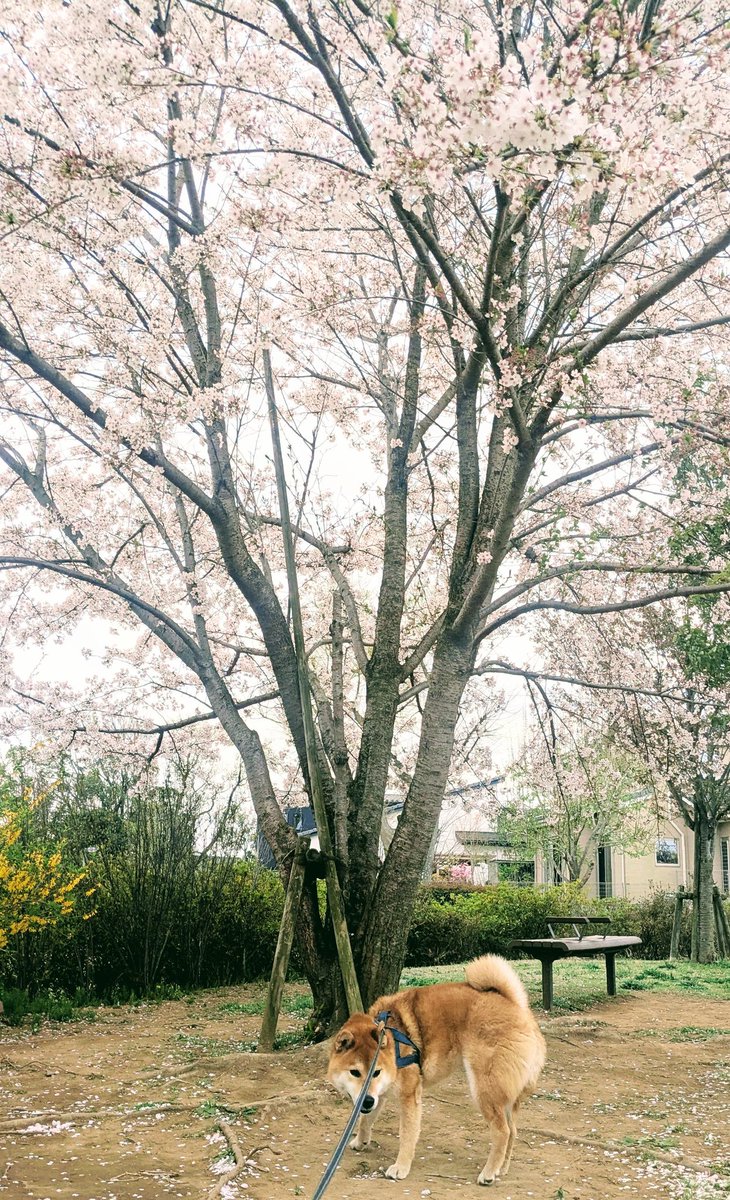 Kanakosumo's tweet photo. 桜と柴犬の素敵な写真をアップしたいのに‥‥
#１時間粘ってコレ https://t.co/L7myyTJAz5