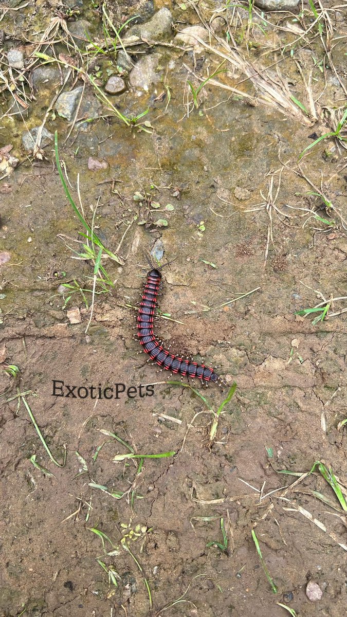 Humansepaider's tweet photo. soo litt 🔥🔥
Edentistoma Hallimaden/Edentistoma Octosulcatum
#tarantulaindonesia #tarantulajakarta #tarantulaofinstagram #tarantula #scorpion #exotic #exoticpetsindonesia #exoticpets #sikakidelapan #tarantulabreeding
#tarantulabreeding #tarantulakeeper #arachtober https://t.co/xnVgmjENsU