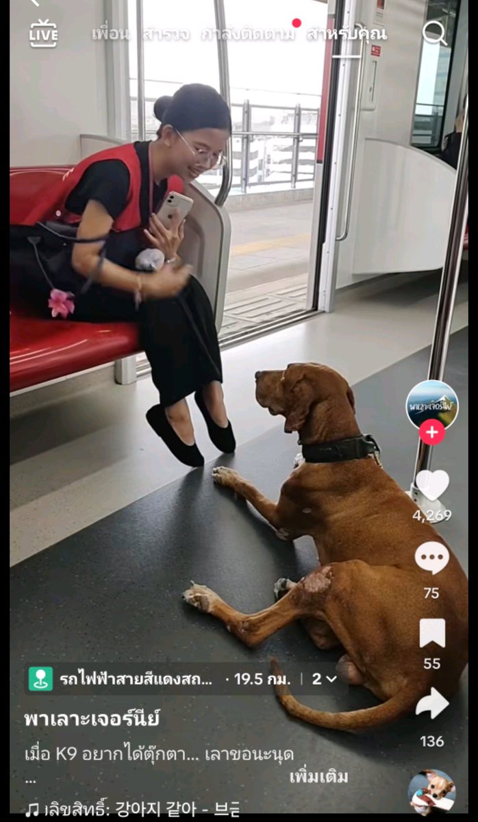 zsar14940693's tweet photo. เมื่อน้อง K9 ไปอ้อนขอจนพี่สาวใจอ่อน
แต่พ่อก็เสียดายแทน เมื่อรู้ว่าตัวนี้มันแพง 😂 เอ็นดู
#K9 #ตึกสตงถล่ม https://t.co/jNVY9OSW3D