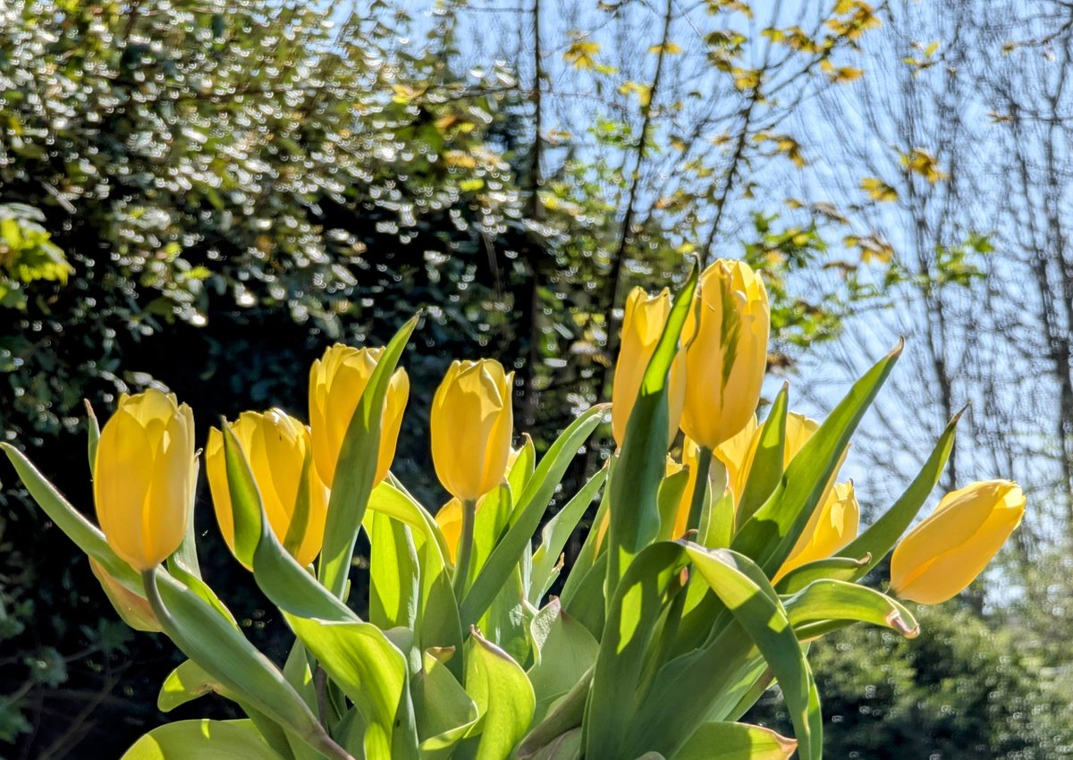 Jeans_Gems's tweet photo. A visit to the beautifully looked after #HarveyLane #MemorialGarden #Golborne #Wigan ๐๐ Here can be found various flowering plants ๐ฑ as well as cut flowers to remember #lovedones ๐ A beautiful #commabutterfly stayed awhile in the sunshine ๐ฆ @4165180Jp @goldfinches12 https://t.co/EaCIu34lBT