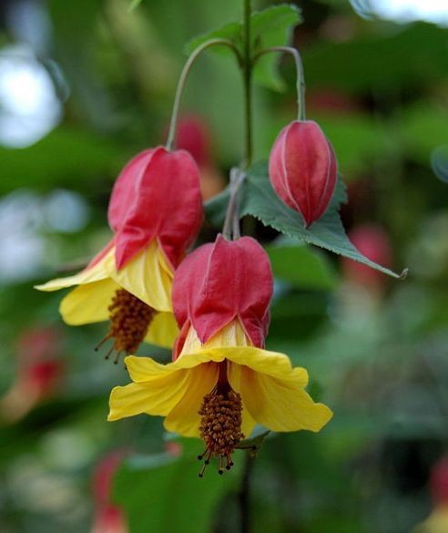 Naturepathway's tweet photo. *"Boldly blooming in shades of crimson and gold, nature's fiery masterpiece 🌺🔥 #ColorFusion #FlowerArtistry"* https://t.co/t5T1guJHMU