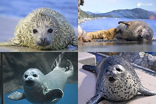 ゴマフアザラシの #ココアちゃん の1歳のお誕生日を記念して、新江ノ島