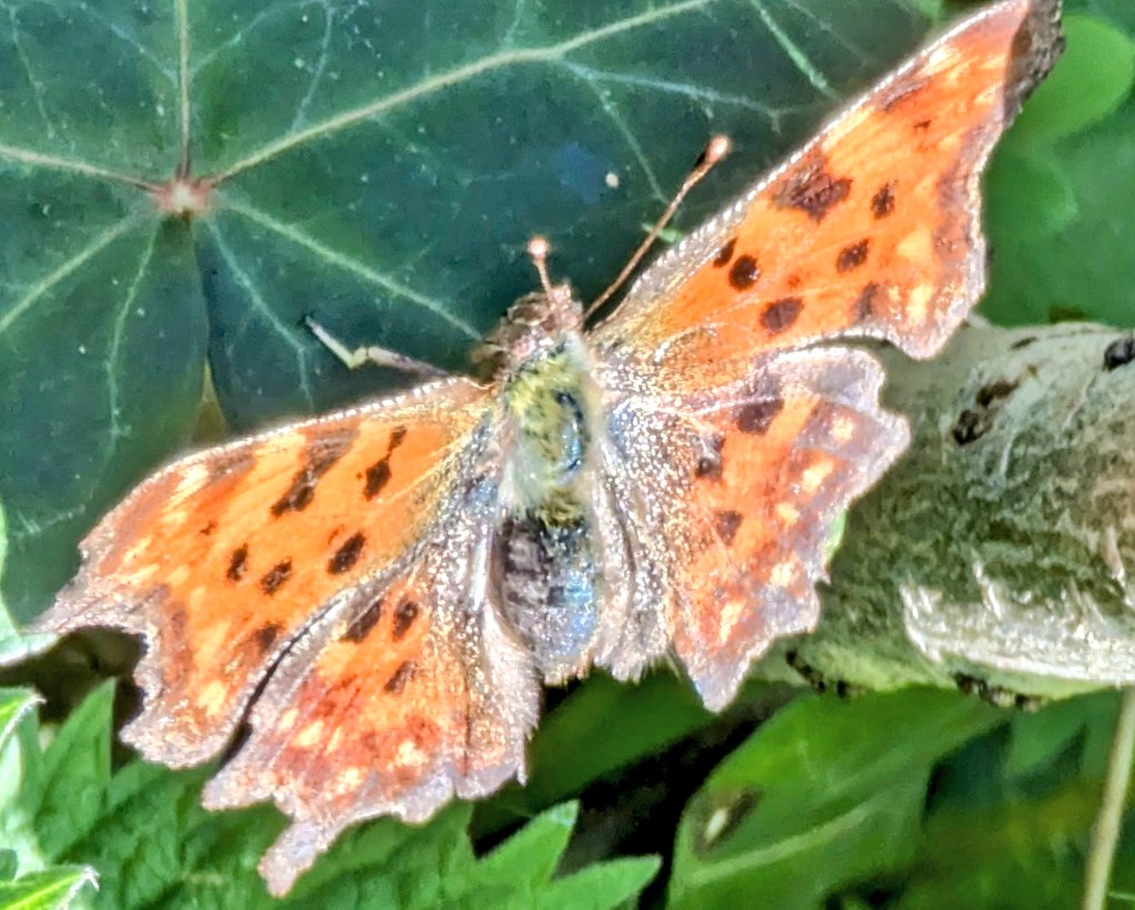 Jeans_Gems's tweet photo. A visit to the beautifully looked after #HarveyLane #MemorialGarden #Golborne #Wigan ๐๐ Here can be found various flowering plants ๐ฑ as well as cut flowers to remember #lovedones ๐ A beautiful #commabutterfly stayed awhile in the sunshine ๐ฆ @4165180Jp @goldfinches12 https://t.co/EaCIu34lBT