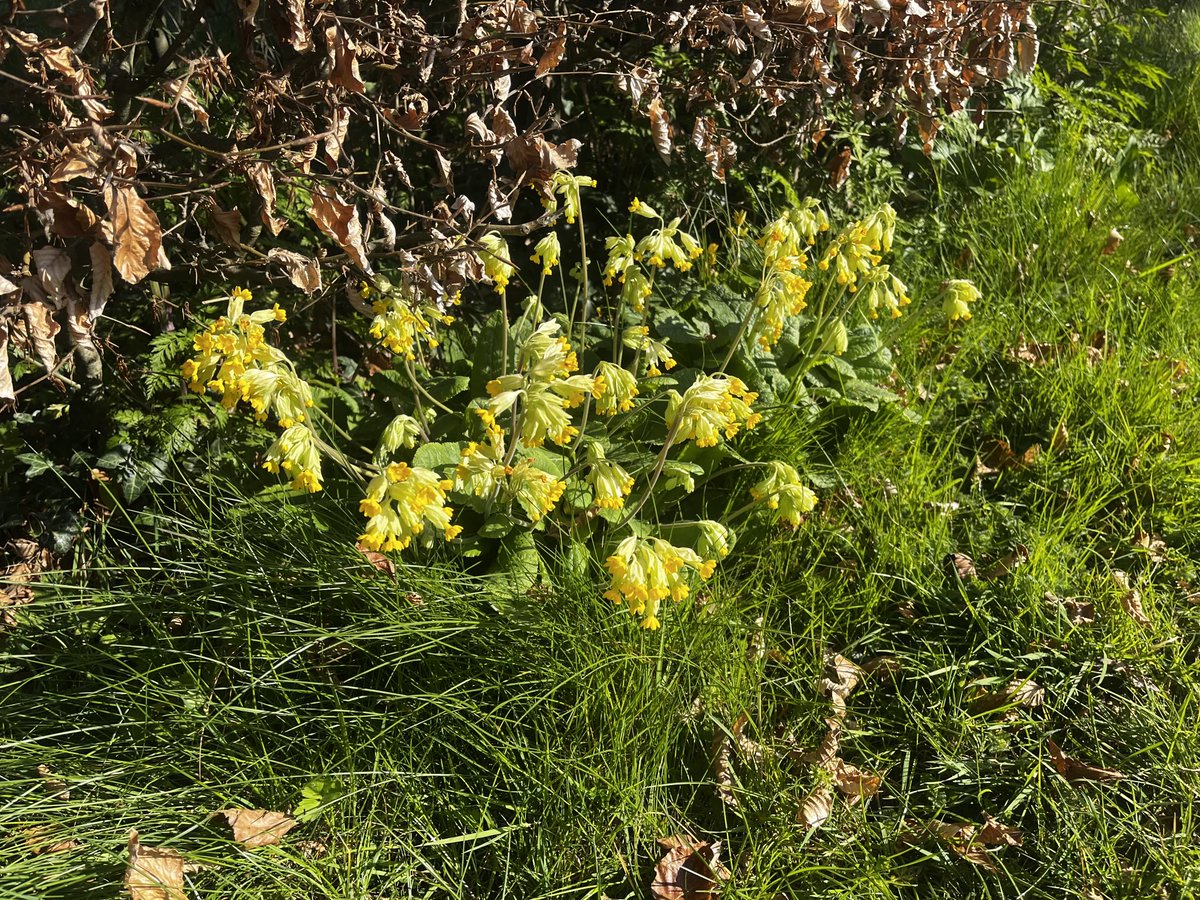 Always a pleasure to see the Cowslips basking in the sunshine.