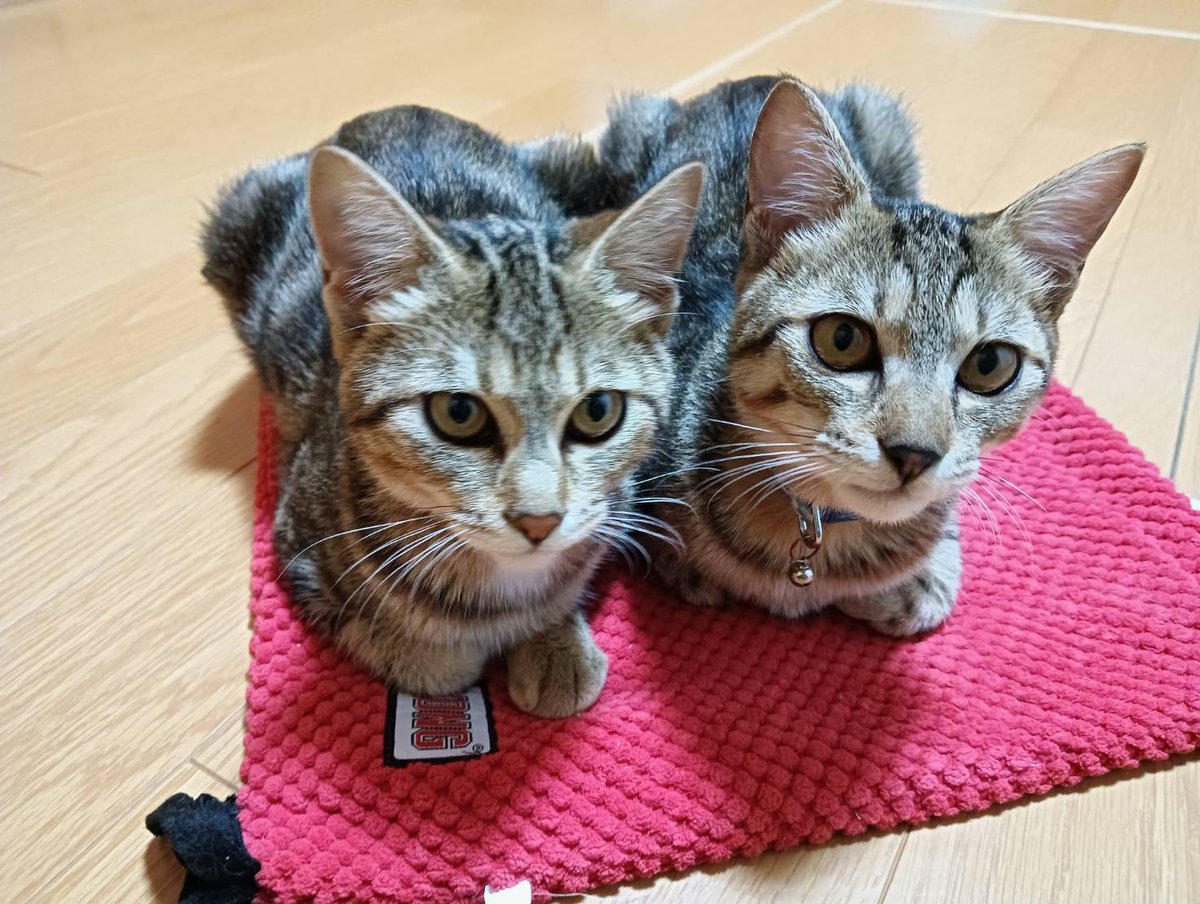 ChigasakiCat's tweet photo. 【ご支援のお願い】子猫たちの養育費が必要な季節がきました【保護受け入れをするため】  https://t.co/PrtAZARxsa https://t.co/Y1FMcVJoHy