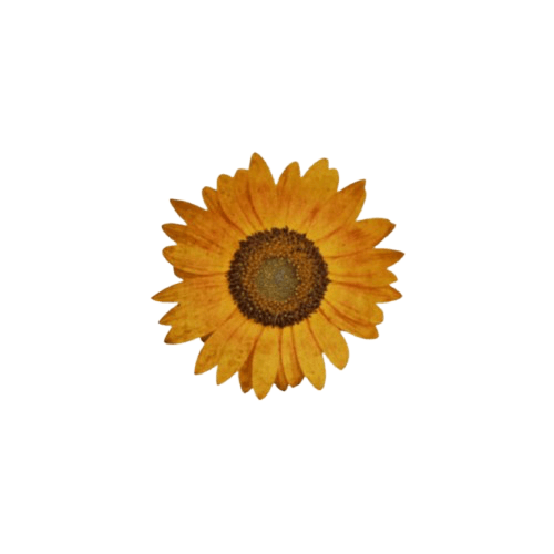goldenIightt's tweet photo. ⠀      

ᅟᅟᅟ ⠀ ⁀⛧ᅟ ⠀ 𝑰 𝙰͟𝙼͟  ⠀⠀𝓉he⠀ ⠀┈ ⠀ ⠀#𝕾𝗨𝗡𝙲𝙷𝙸𝙻𝙳. 
ᅟᅟᅟ
⠀ https://t.co/Tn7hAbJ71T