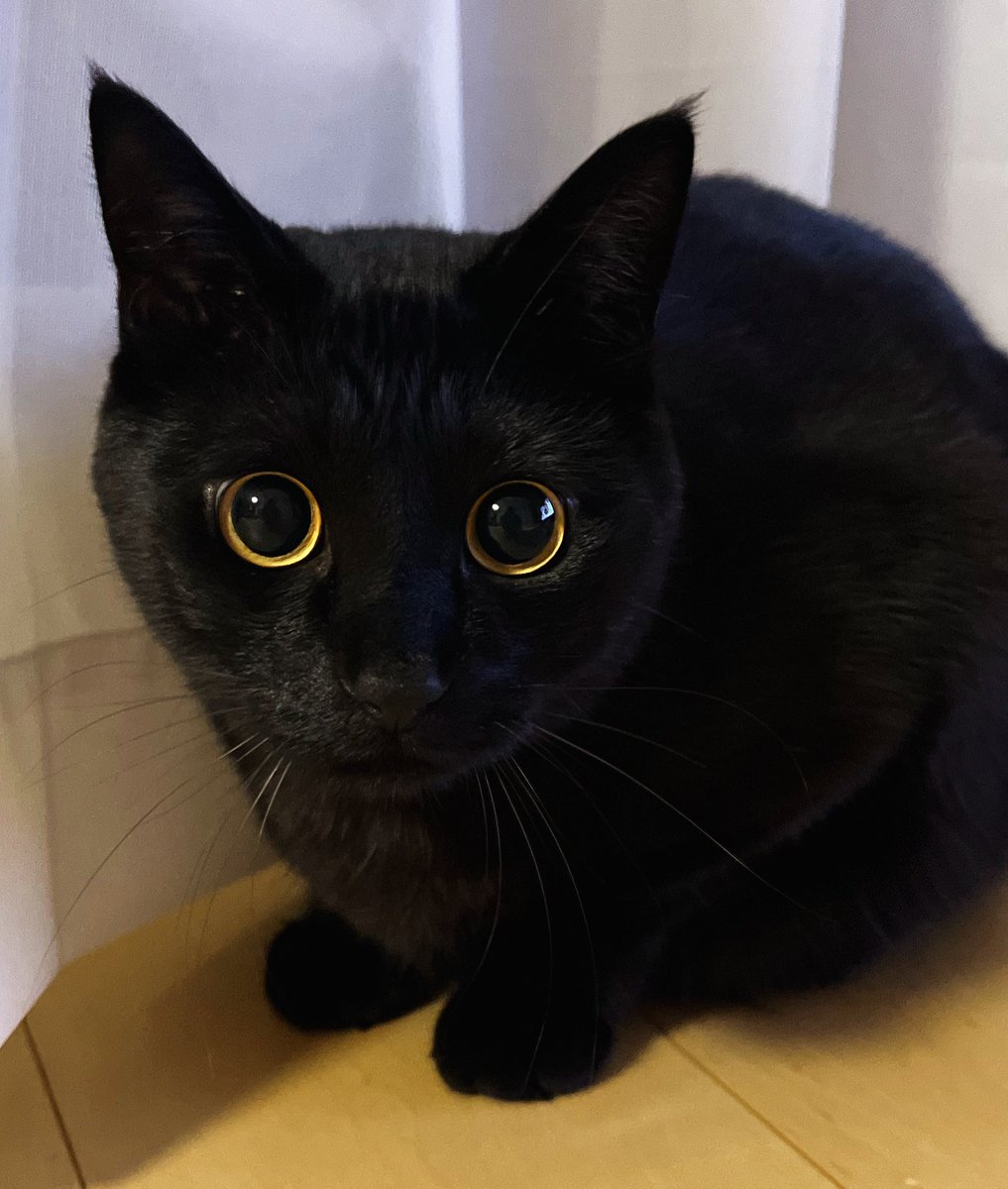 おめめまんまる。

#黒猫