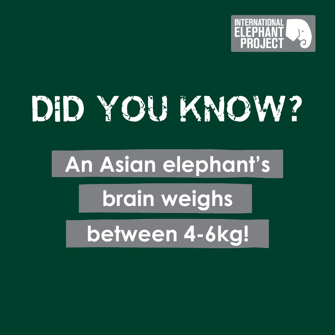 IntElephantProj's tweet image. Did you know an Asian elephant's brain can weigh up to 6kg? That's a lot of wisdom packed into one gentle giant! They have a great capacity for learning and much of their behaviour is learned and not instinctive. Fellow elephants teach them how to survive in the jungle  🌳🐘