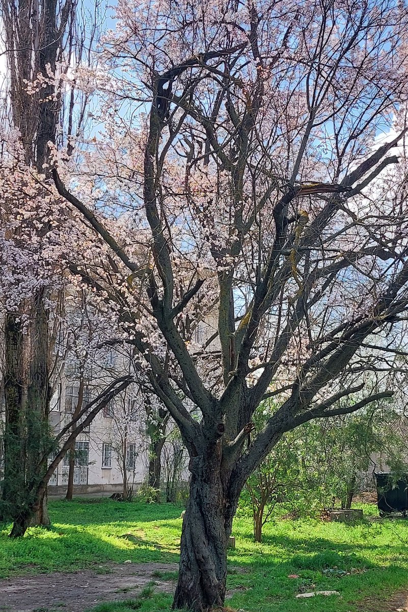 Wullyua's tweet photo. I like spring.💫 https://t.co/vhTa4pk1AJ