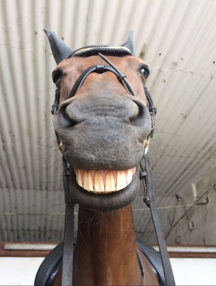 TweeetsOfDogs's tweet photo. The selfie of the year 🐎If Animals Matter to You, Leave a Red Heart😍😁 https://t.co/JfW6bET2jC