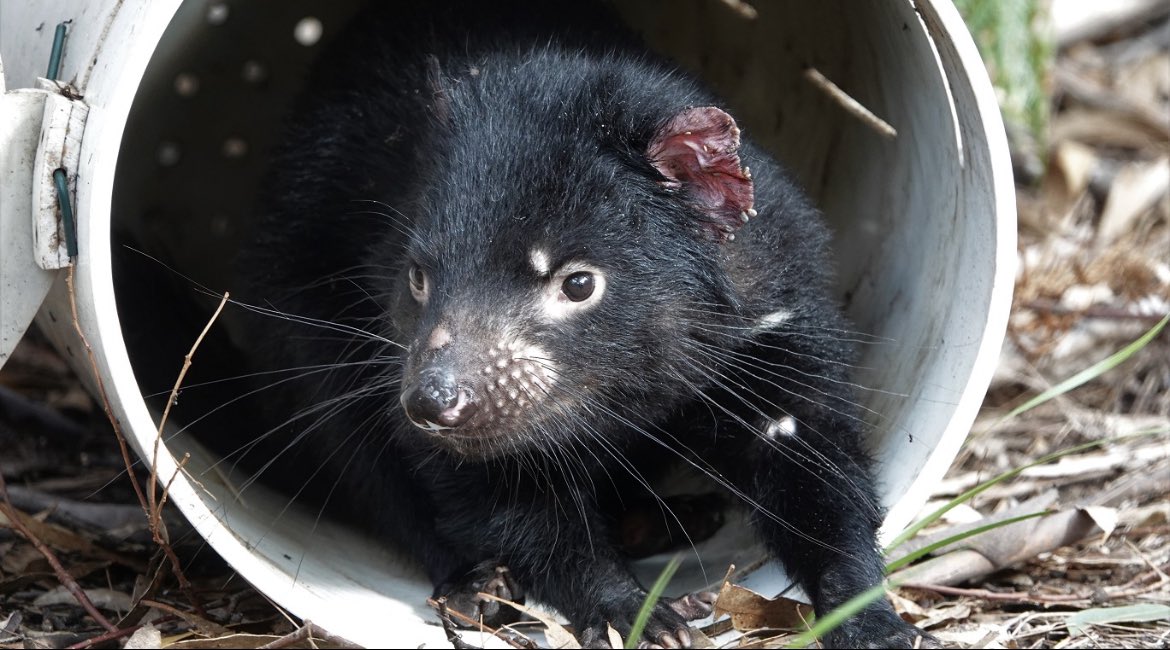 Patra Petrohilos (@patra_petro) on Twitter photo Second chapter from my PhD is out! onlinelibrary.wiley.com/doi/full/10.11… We used DFTD transcriptomes to check for phenotypic differences between different clades of the disease. Results suggest that all clades of DFTD have highly similar gene expression profiles. <a href="/HoggCarolyn/">Prof Carolyn Hogg</a> <a href="/KathyBelov/">Kathy Belov</a> Second chapter from my PhD is out! onlinelibrary.wiley.com/doi/full/10.11… We used DFTD transcriptomes to check for phenotypic differences between different clades of the disease. Results suggest that all clades of DFTD have highly similar gene expression profiles. <a href="/HoggCarolyn/">Prof Carolyn Hogg</a> <a href="/KathyBelov/">Kathy Belov</a>