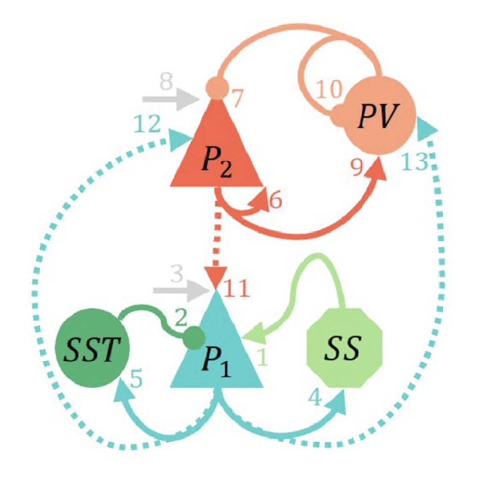 🧵 Thread: The Laminar Neural Mass Model (LaNMM) — A Unified Framework for Oscillatory Dynamics in Health and Disease

1. Intro
Let me introduce a modeling framework that my team has developed for computational neuroscience: the Laminar Neural Mass Model (LaNMM). This approach