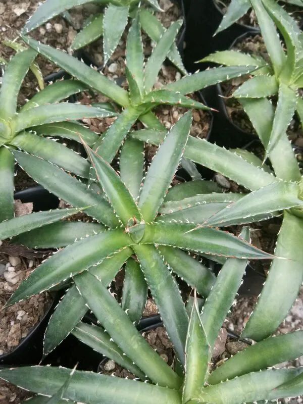 frekenterprises's tweet photo. Sharp, bold, and seriously stunning – meet the Agave horrida perotensis 🌿
Its dramatic spines and deep green rosettes make it a must-have for collectors.
👉 Shop now: https://t.co/0l3Y6XepD7

#AgaveHorrida #RareSucculents #SucculentIndia #BuySucculentsOnlineIndia #CheapSucculent https://t.co/PBg3CzkJw6