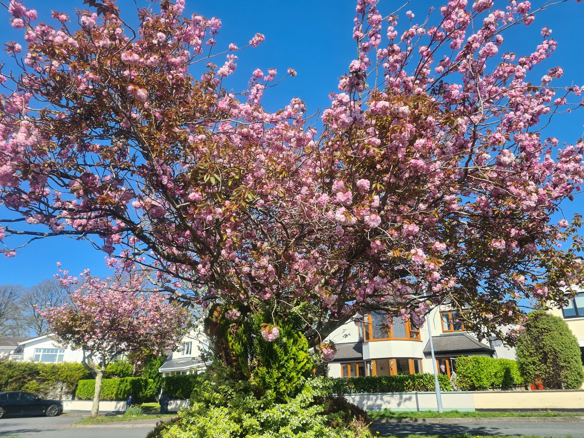 ☘️🌸今日のアイルランド🌸☘️
アイルランドにも春がやってきました!🥳🥳
2週間ほど晴天が続いていて、こんなことはめったにないので、町中が明るい雰囲気に包まれています。桜も満開です🥰