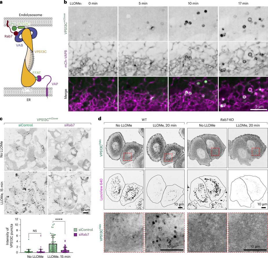 ScienceofPD's tweet photo. New research from @PDClab @Shawn__Ferguson &amp; colleagues finds that the bridge-like lipid transport protein VPS13C/PARK23 mediates ER–lysosome contacts following lysosome damage; #Parkinsons-associated LRRK2, is also recruited but at later stage
https://t.co/ocpPHPY6Mc https://t.co/RSsHbslPgc