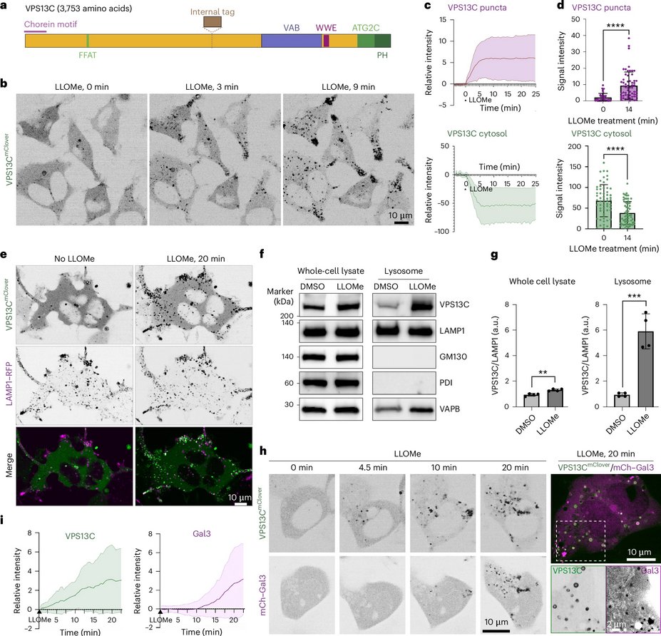 ScienceofPD's tweet photo. New research from @PDClab @Shawn__Ferguson &amp; colleagues finds that the bridge-like lipid transport protein VPS13C/PARK23 mediates ER–lysosome contacts following lysosome damage; #Parkinsons-associated LRRK2, is also recruited but at later stage
https://t.co/ocpPHPY6Mc https://t.co/RSsHbslPgc