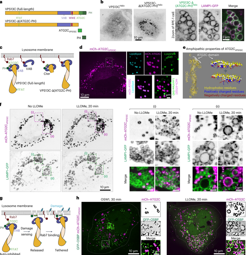 ScienceofPD's tweet photo. New research from @PDClab @Shawn__Ferguson &amp; colleagues finds that the bridge-like lipid transport protein VPS13C/PARK23 mediates ER–lysosome contacts following lysosome damage; #Parkinsons-associated LRRK2, is also recruited but at later stage
https://t.co/ocpPHPY6Mc https://t.co/RSsHbslPgc