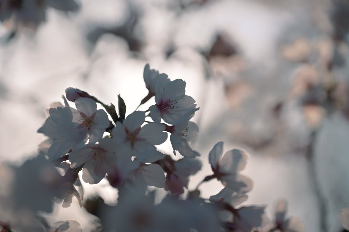 Agi（あぎ） (@agito_photo) on Twitter photo 